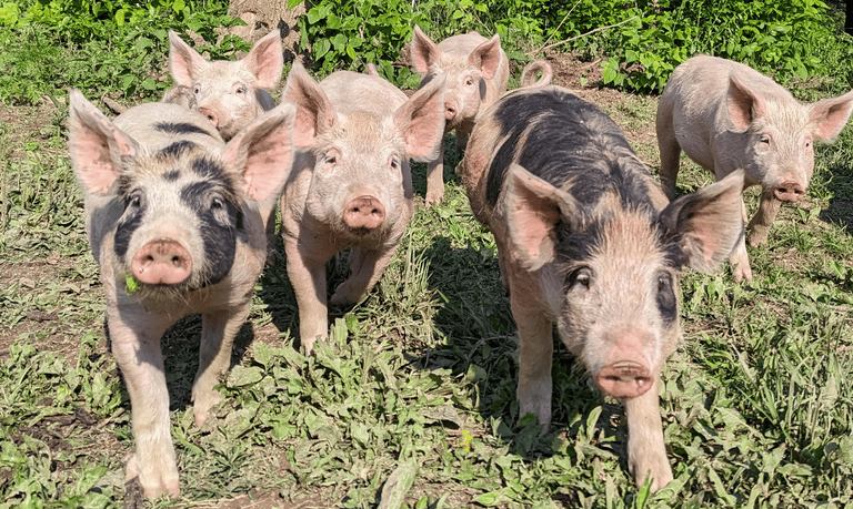 six pig walking towards you in grass