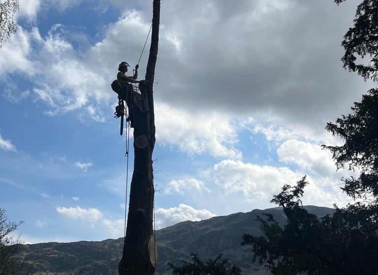 LDT trees surgery