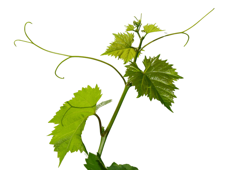 Eine freigestellte grüne Weinrebe