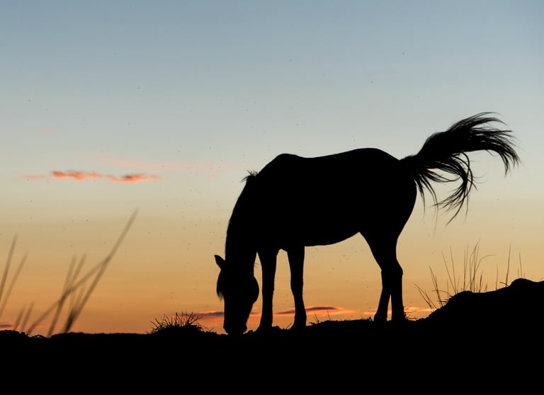 Silhouette of a wild horse grazing on a hill during a golden sunset with a clear sky background.