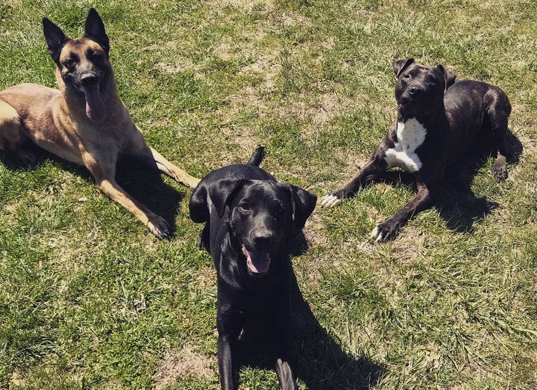 Three dogs lying calmly on grass during obedience training in Tampa, FL.
