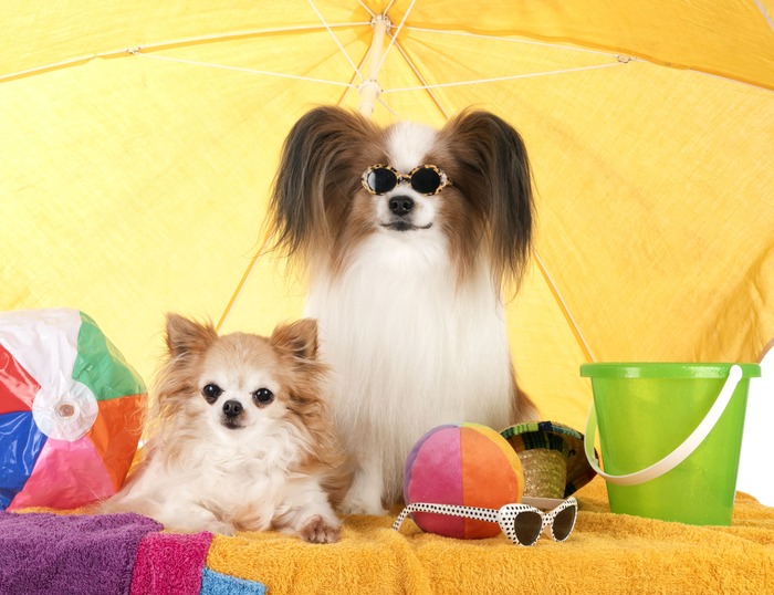 Perros Papillon y Chihuahua relajándose bajo sombrilla de playa amarilla con gafas de sol y juguetes
