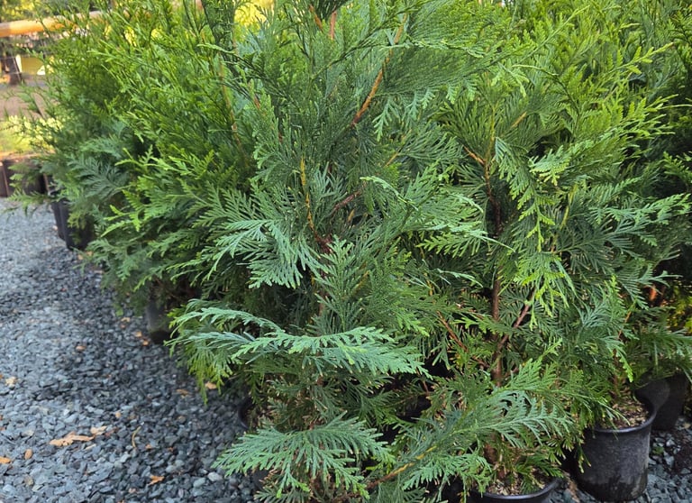 Thuja Green Giant