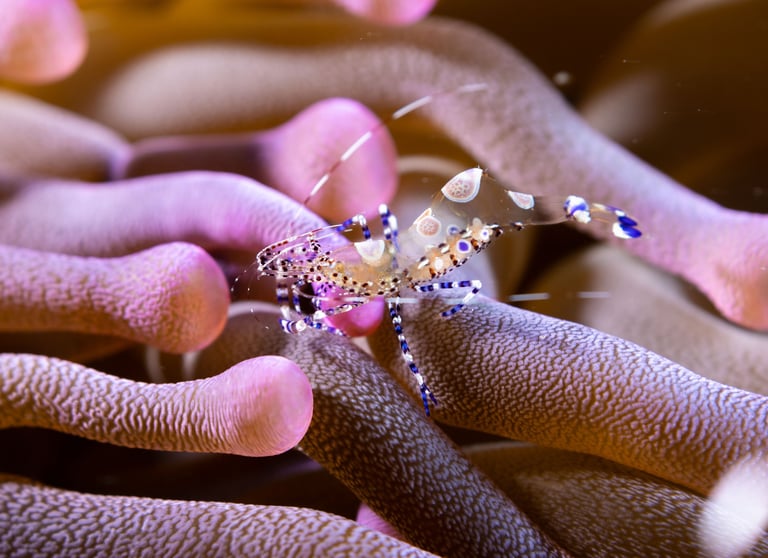 Macro shot of a shrimp on an anemone in Cozumel Mexico