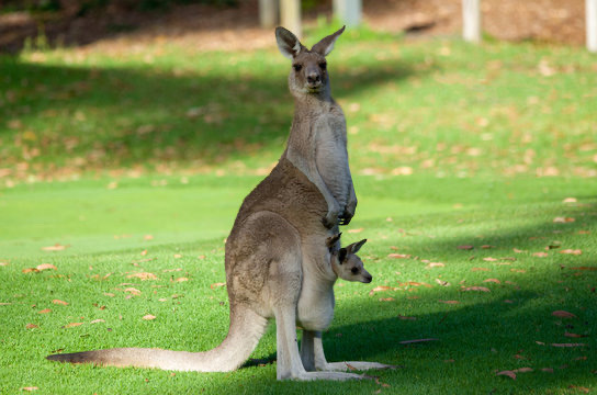 Kangaroo with baby in the pouch