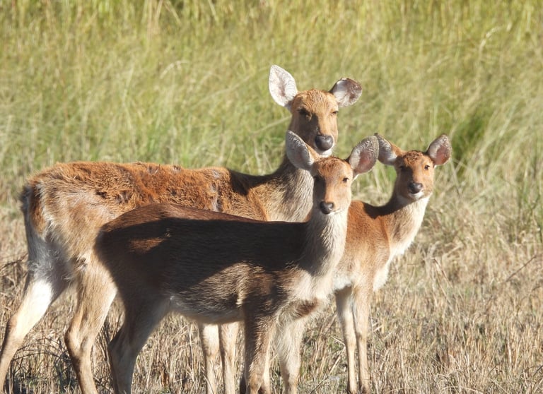 swamp deer in Bardiya