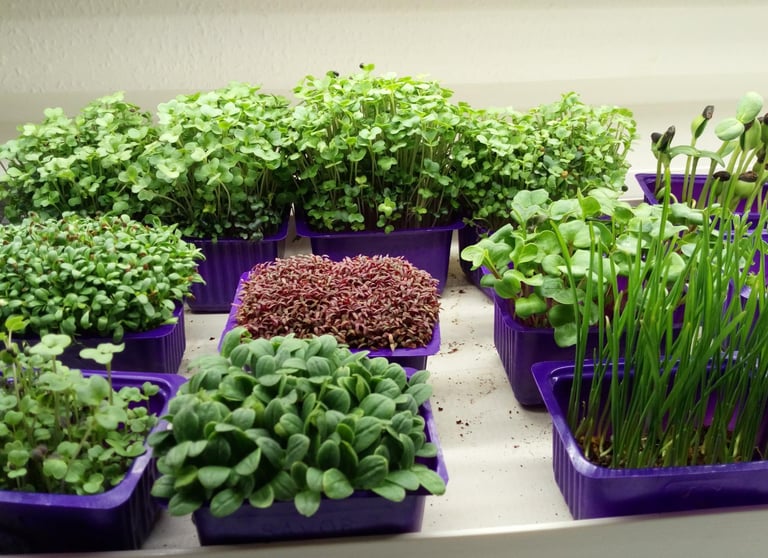 A variety of vibrant green microgreens growing in purple trays under indoor grow lights.