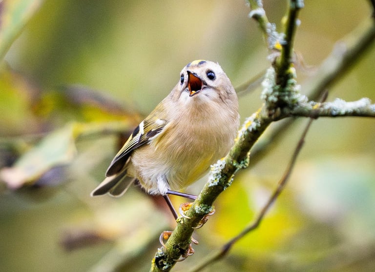 Wintergoldhähnchen sitzt auf einem Zweig und singt im winterlichen Licht