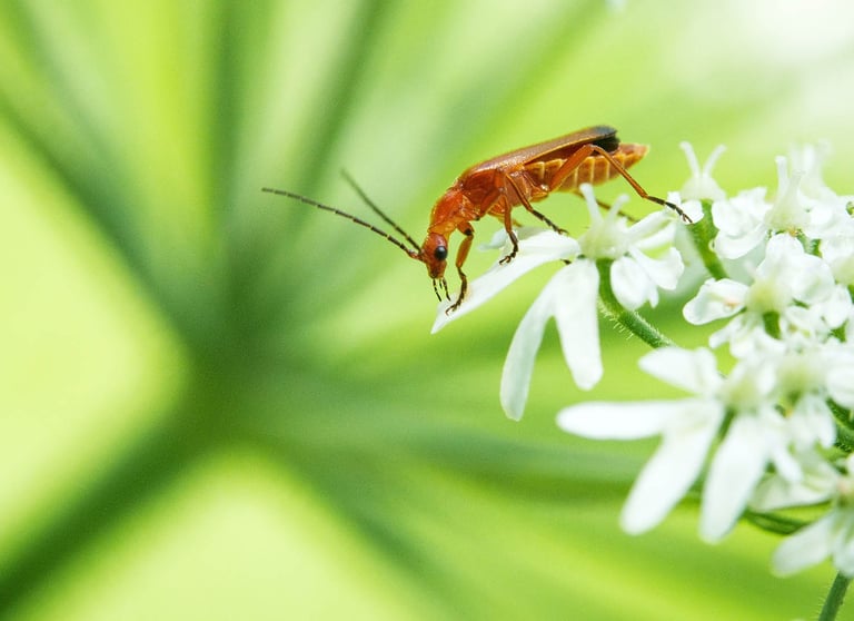 Roter Weichkäfer sitzt auf einer Gierschpflanze