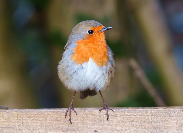 Rotkehlchen sitzt auf einem Zaunbrett und blickt in die Kamera.