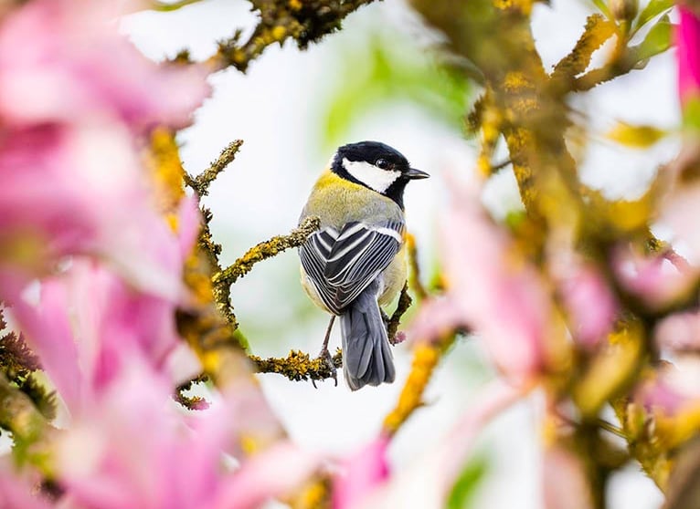 Kohlmeise sitzt im blühenden Magnolienbaum im Frühling.