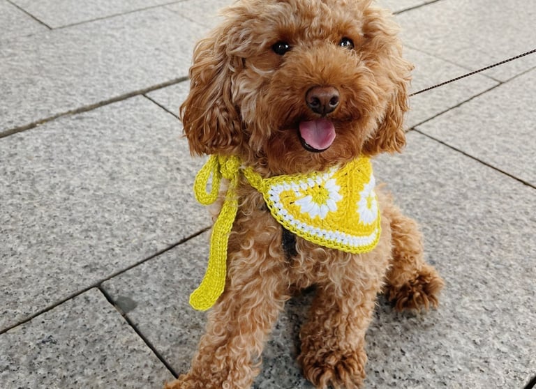 Patron crochet bandana perro