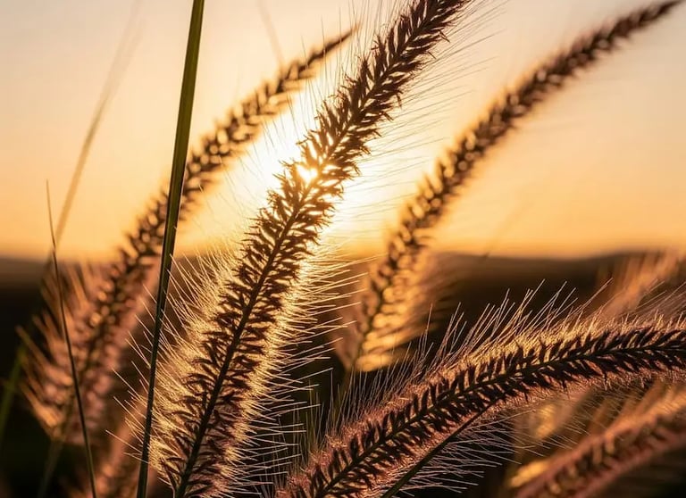 calamagrostis brachytricha en un entorno de naturaleza sostenible, al atardecer