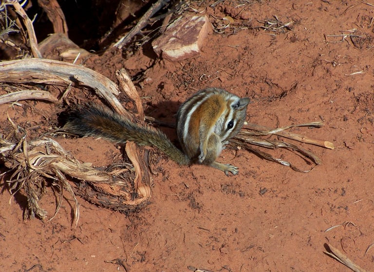 Acting Squirrelly
