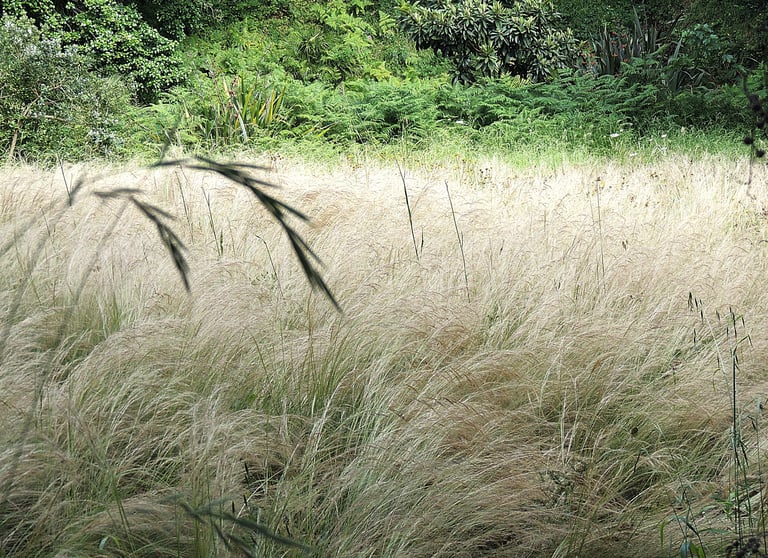 étendue de graminées en fleurs pour un effet naturel 