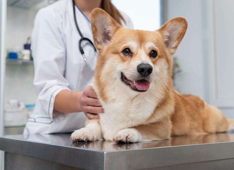 clinica-veterinaria-no-jardim-sao-paulo