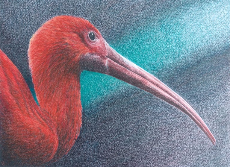 a scarlet red bird with a long pink beak