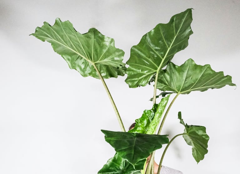 Alocasia odora