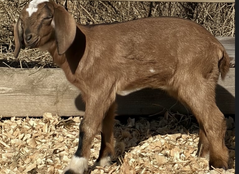 Brown goat standing near fence looking at the sun 