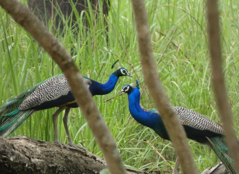 peacocks in Bardiya