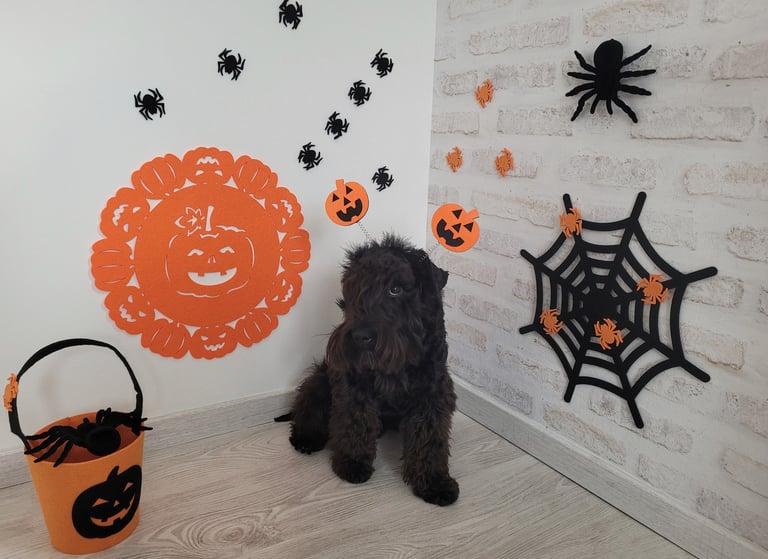 Vintus fête Halloween