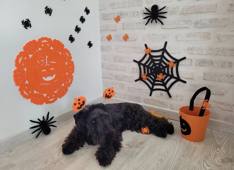 Tara vom Spakenberg , Schnauzer nain