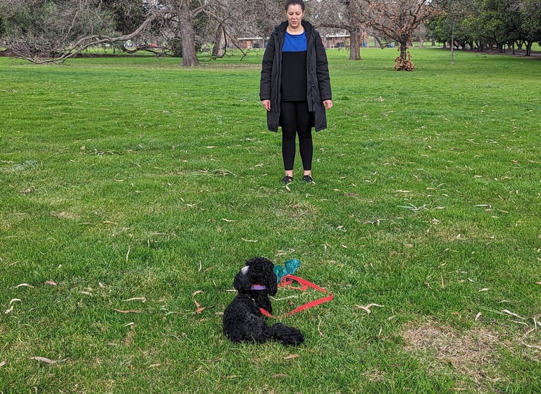 Shih Poo - poodle x shitzu drop stay with owner standing away
