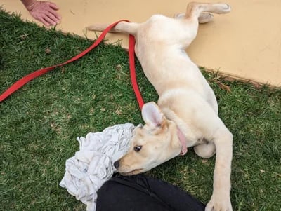 a puppy laying on the grass with a leash attached to a leash