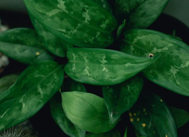 Aglaonema Maria