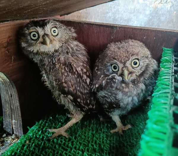 Axl&Slash little owls rescued from Glastonbury in 2023.