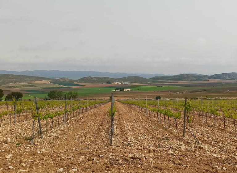 Vineyard of one of the wineries that can be visited in the Sierra del Carche, one of the areas where