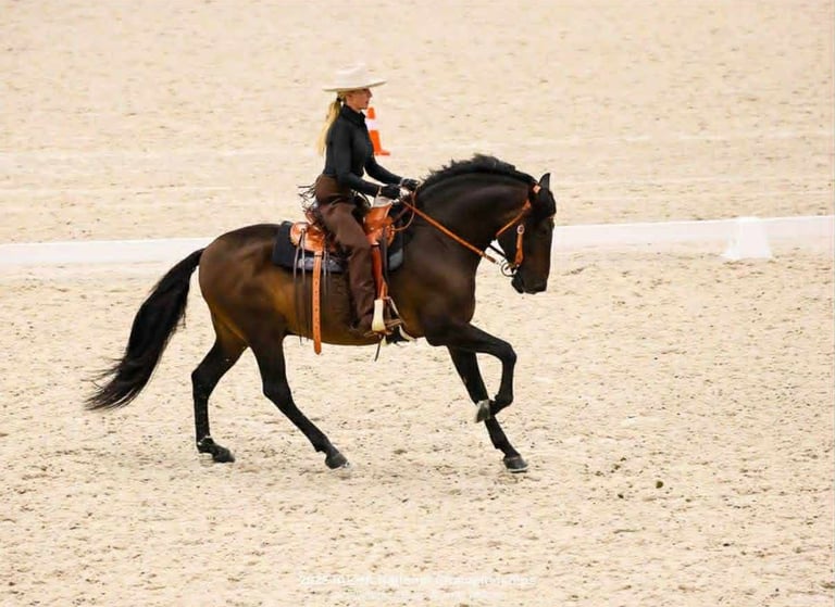 A dark bay Spanish horse in a McLite saddle