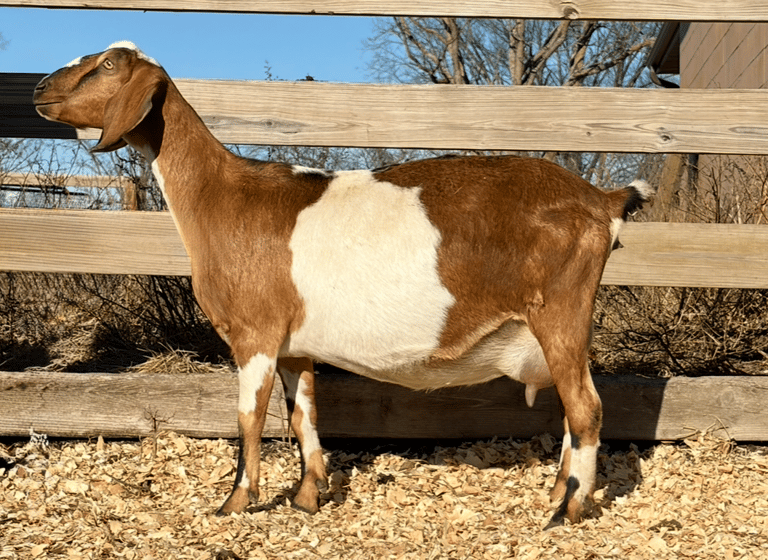 Brown and white spottted goat standing against a fence 