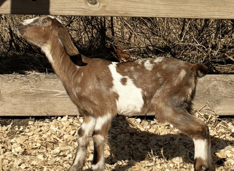 Brown and white goat getting ready to run