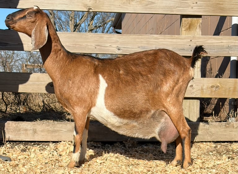 A black, white and brown doe standing in the sun  