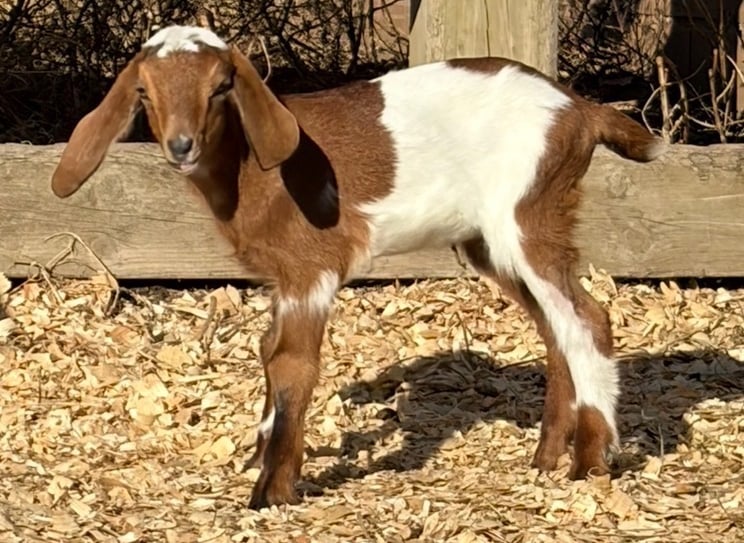 Brown goat standing near fence looking into the distance 