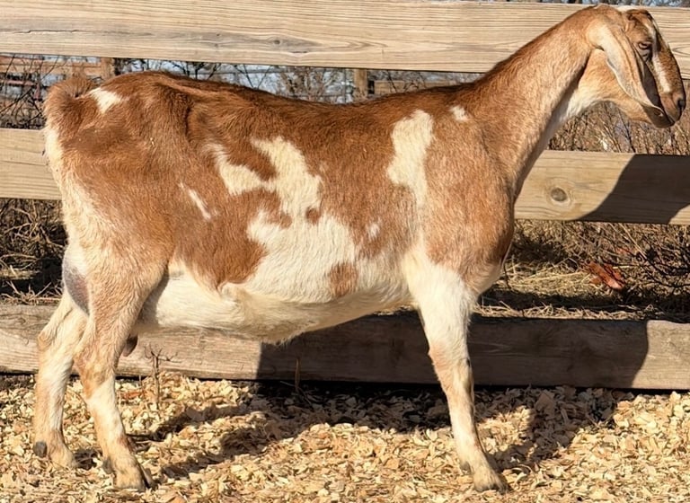 brown and white goat standing against a fence 