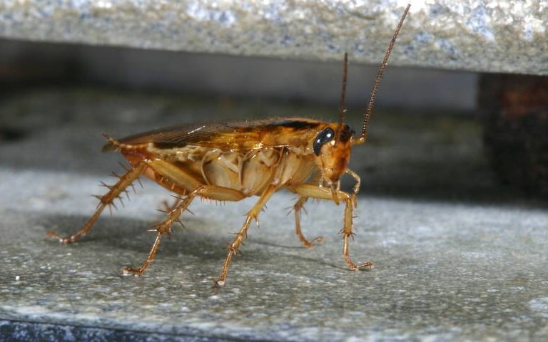 Société de traitement des cafards à Valence