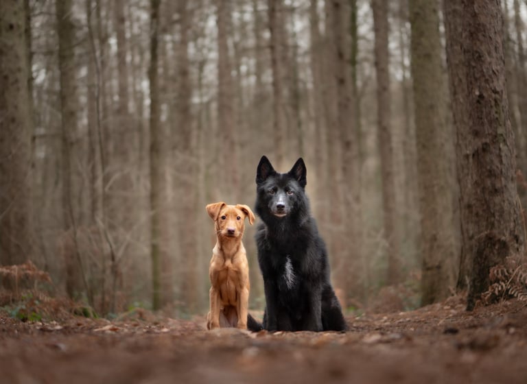 A golden puppy and a black dog sit side-by-side on a forest path pet photography in Wakefield