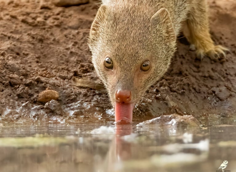 Mongoose in the wild