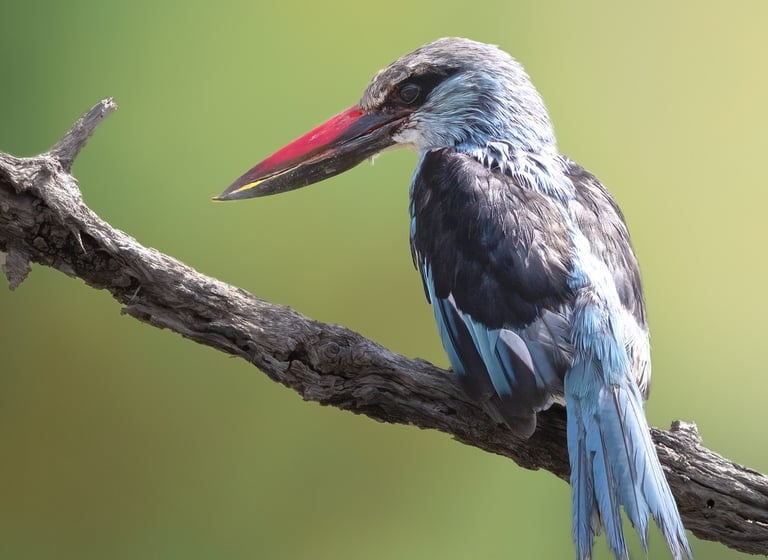 Kingfisher | Birding Adventures Gambia