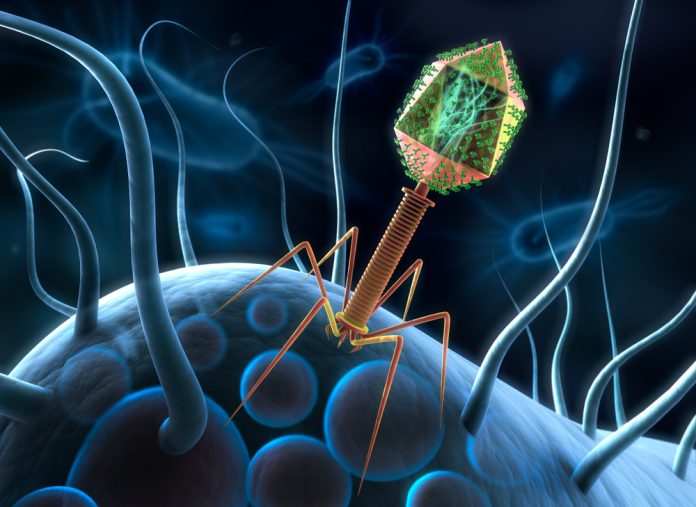 harness the power of bacteriophages to fight antibiotic-resistant infections