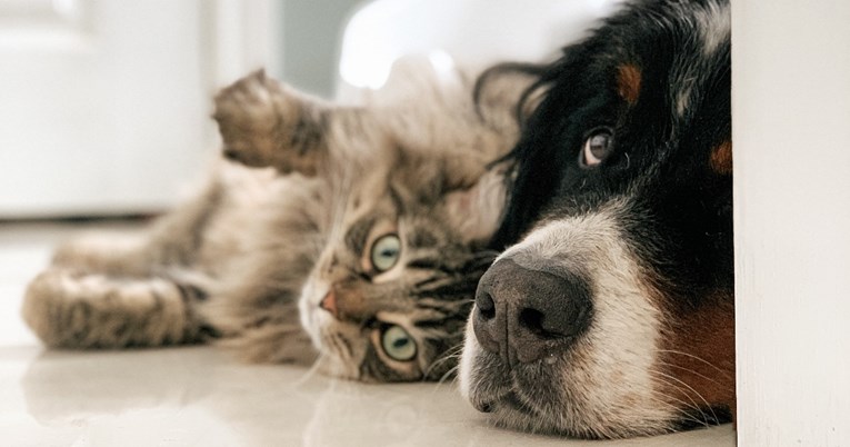 This photo shows a dog and a cat lying together.
