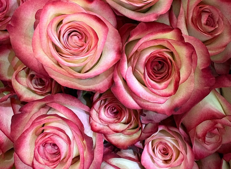 A bouquet of bicolor roses with cream petals and vibrant pink edges in full bloom.