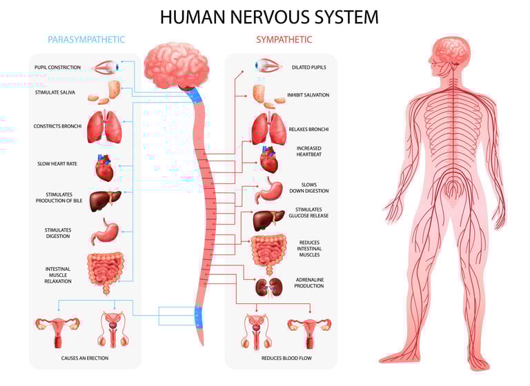 sympatisch en parasympatisch zenuwstelsel