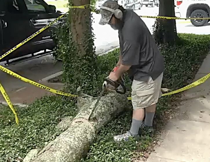 JP working the chainsaw to get the bees out of the tree trunk