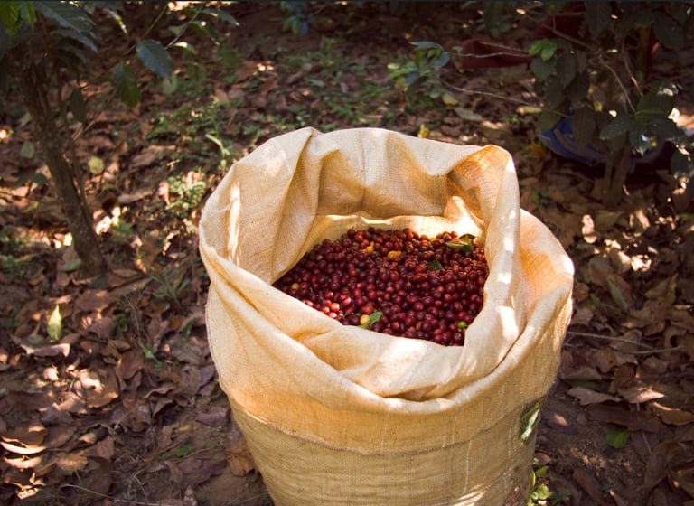 um saco de grãos de café em um saco de pano