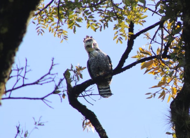 A juvenile Ornate Hawk-Eagle stares at the camera from its perch in El Ocote Biosphere Reserve