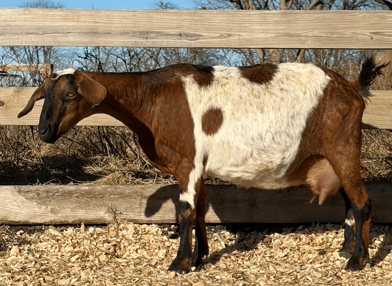 Brown goat with black nose and white spots 