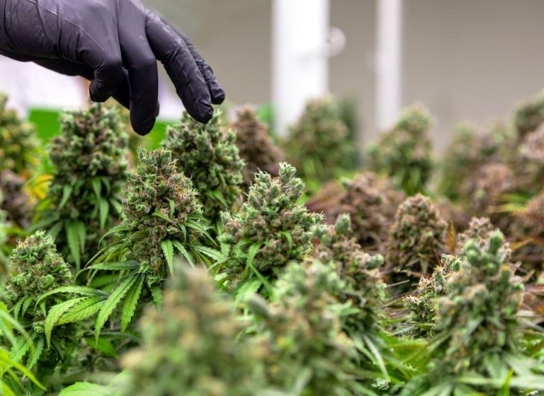 Cannabis Cultivation